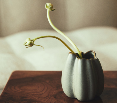 Fleur en pot home-staging_62